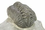 Detailed Austerops Trilobite - Ofaten, Morocco #273445-5